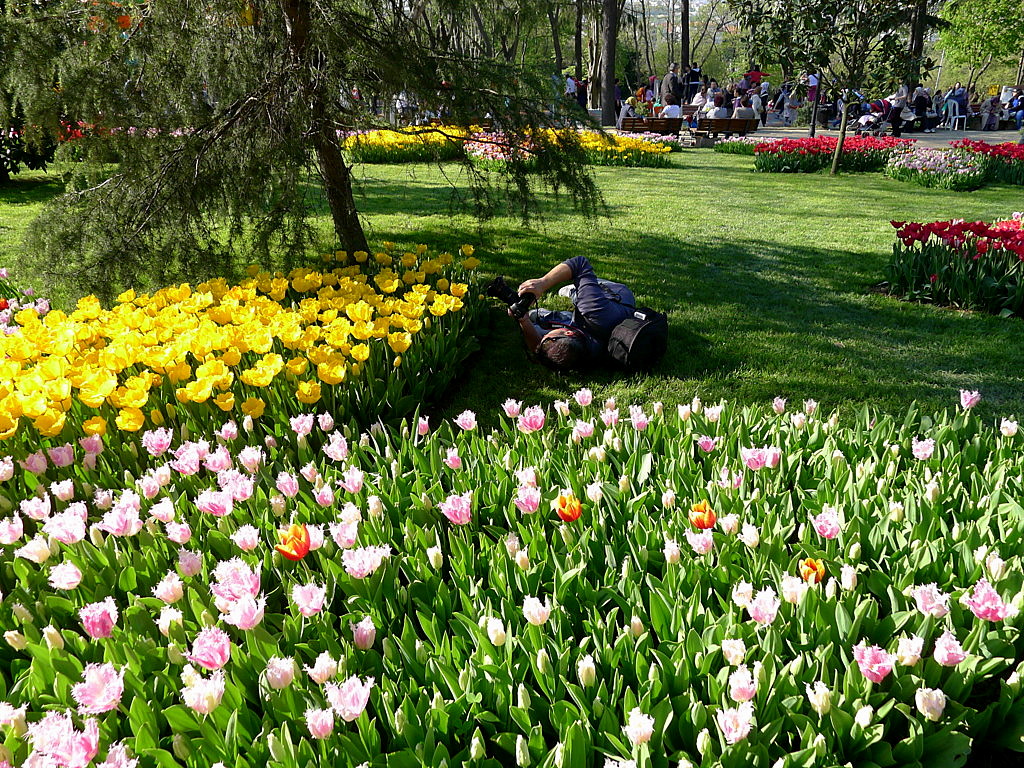 l Tulip time in Istanbul